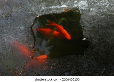 Red Fish Under The Ice In The Pond