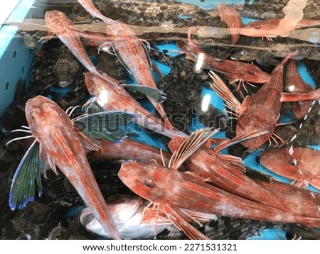 red fish in the watertank