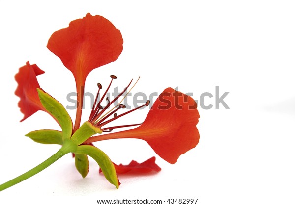 Red Flamboyant Flower On White Background Stock Photo Edit Now