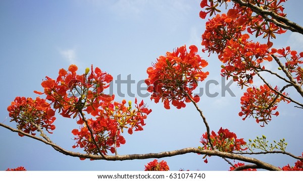 Red flame\
tree
