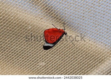 Red Flasher - Underside of the wing