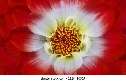 Red   flowe  dahlia  close up.  Macro photo, Floral background.  Natural Nature. - Powered by Shutterstock