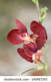 Red flower