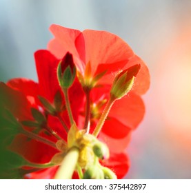 Red flower