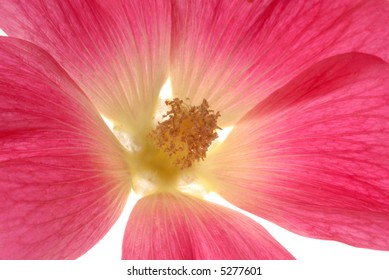 red flower