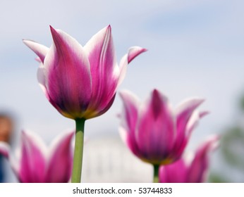 Red flower