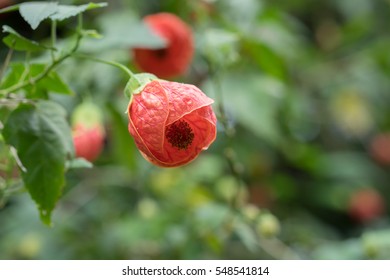 Red Flower