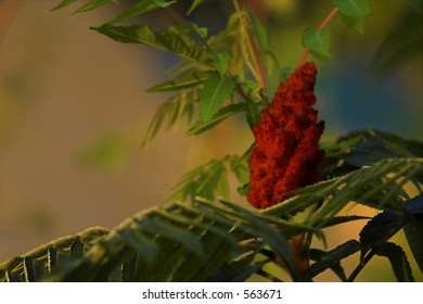 red flower