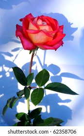 Red Flower