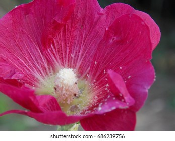 red flower