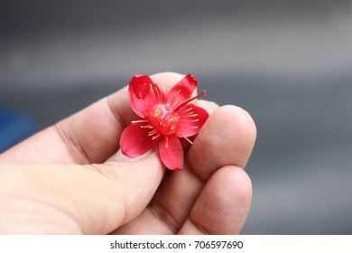 red flower