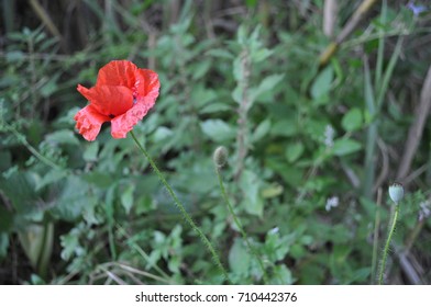 red flower