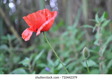 red flower