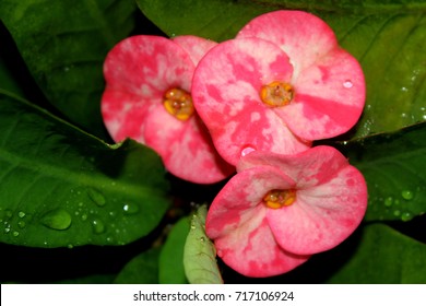 Red Flower