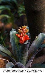 Red Flower Aechmea Bert Orlandian Bromeliad