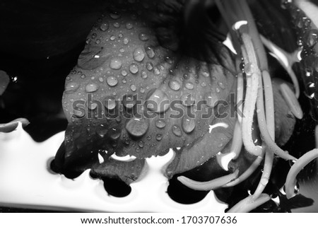 the red flower after raining in blacknwhite 