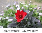 Red flower in Ainola Puisto. Oulu. Finland