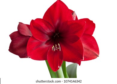 Red flower Amigo amaryllis, macro
isolated on white - Powered by Shutterstock