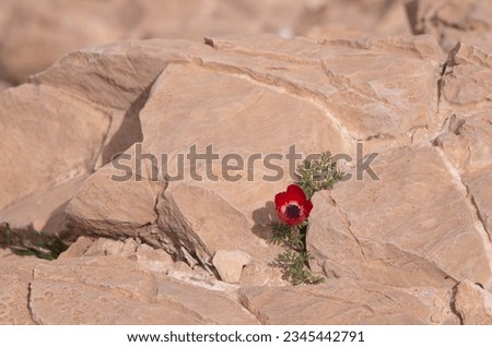 Similar – Image, Stock Photo Flowers in the desert