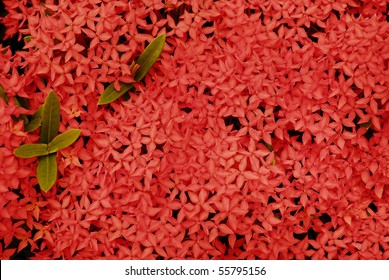 Red flower background