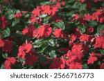 red Flower , backGround red flowers in the garden