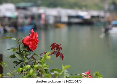 red flower blooming on the balcony near the fishery village, Tai O, at Hong Kong
