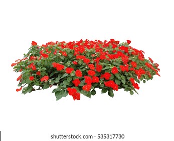 Red Flower Bush Tree Isolated White Background