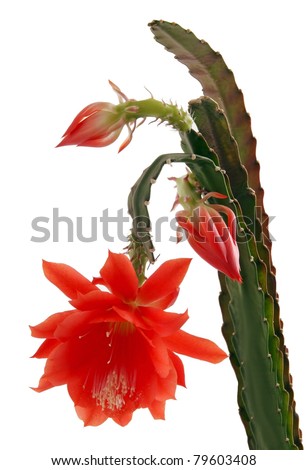 red flower of cactus