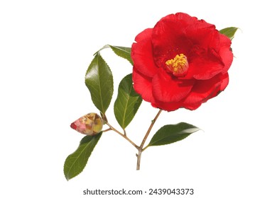 red flower of camellia isolated on a white background - Powered by Shutterstock