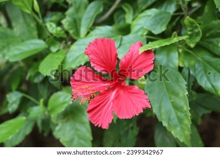 (red flower) Chinese Hibiscus、 China Rose
Hibiscus rosa-sinensis Linn.