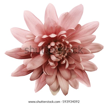 red flower chrysanthemum.  garden flower.  white  isolated background with clipping path.  Closeup. no shadows.  Nature.