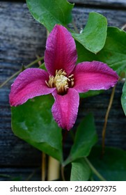 Red Flower Of Clematis Princess Diana