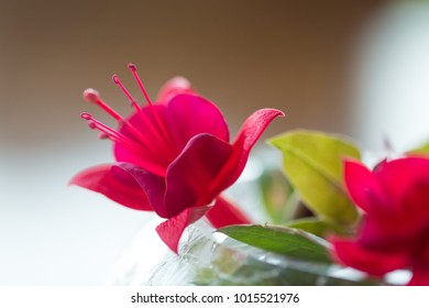 Red flower, close up