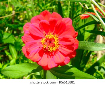 Red flower close up - Shutterstock ID 106515881