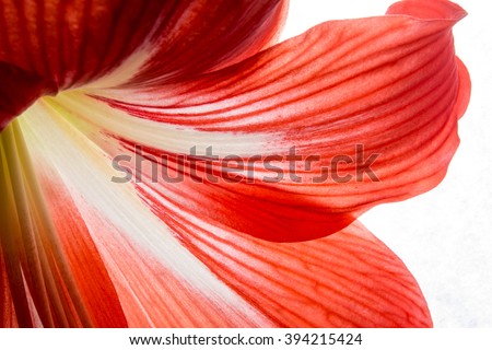 red flower close-up background texture