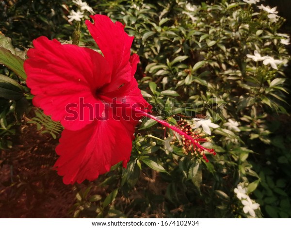 Red flower, Closeup red hibiscus flower, Chinese hibiscus, China rose, Hawaiian hibiscus, shoe flower with long and blurred pollen.