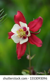 Red flower of the Columbine 'Georgia' (Aquilegia caerulea)