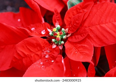 Red flower covered in water droplets. The droplets of water give the flower a fresh and lively appearance - Powered by Shutterstock