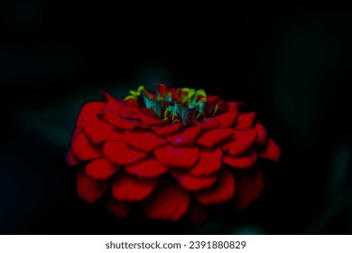 Red flower with dark background 