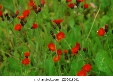 Red flower fields