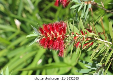 A red flower in Florida