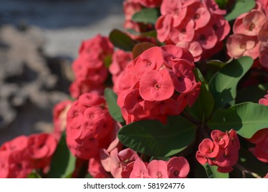 Red flower in the garden, natural background.