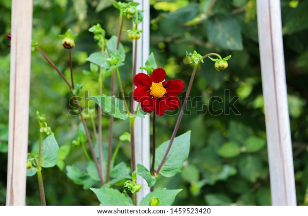 Red Flower Flower Garden Flower Trellis Stock Photo Edit Now