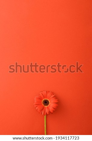 Red flower gerbera on a red background. Minimal concept 2021. Monochromatic colors. Flat lay spring idea.