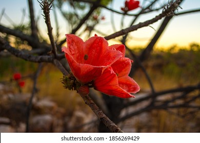 Red Flower, Gibb River Kimberley WA