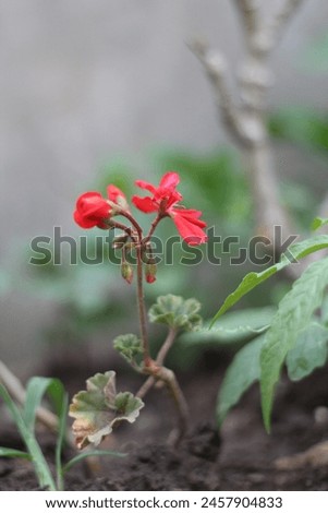 Red Flower , green with red, Beauti of nature ,Flower