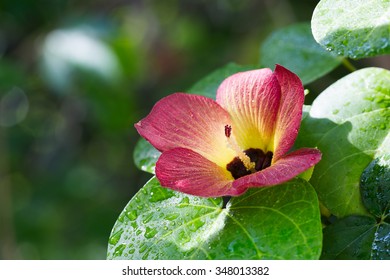 Red Flower And Green Leaf Of Portia Tree 