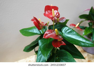 A red flower with green leaves is in a pot. The flower is surrounded by green leaves and has a yellow center - Powered by Shutterstock