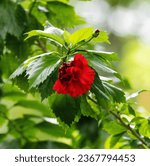 a red flower is growing on a tree, in the style of dark green and light crimson, 32k uhd, nikon f mount, soviet lens, sharp prickly, ricoh r1, heatwave 