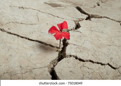 Red Flower Growing Out Of Cracks In The Earth